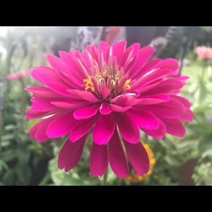 Meet your Posher, Wendy